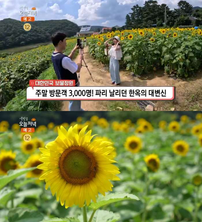 해바라기