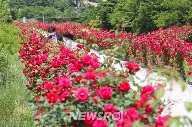 꽃구름