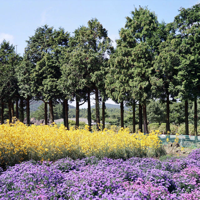 미야의뜰(Miya's garden)
